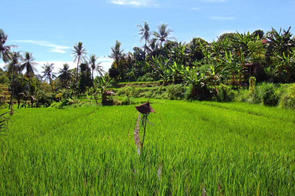 Indo Rumah Zengarden Buleleng  Exterior photo